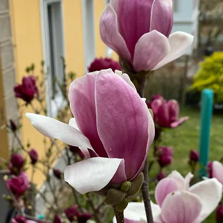 Im Wein- Und Freizeitidyll דירה