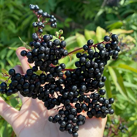 Im Wein- Und Freizeitidyll Apartament *