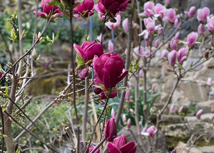 Apartment Im Wein- Und Freizeitidyll Kloch