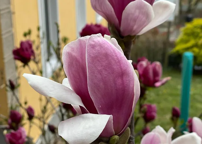 Im Wein- Und Freizeitidyll Apartment