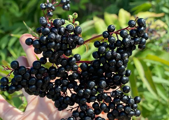 Im Wein- Und Freizeitidyll Apartment *